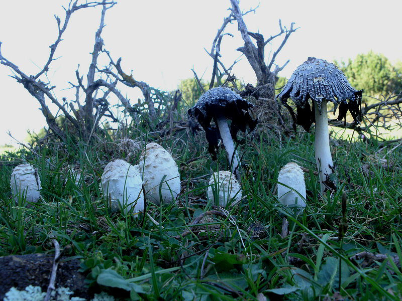 Il fungo dell''inchiostro